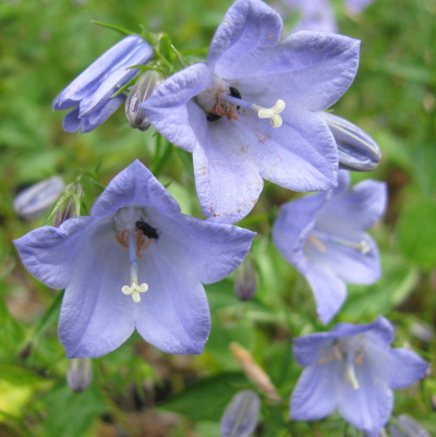 Campanula x haylodgensis 'Yvonne'